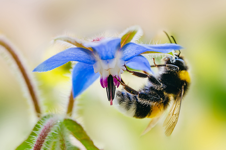  Les populations de 
Bombus terrestris utilisées à des fins 
de pollinisation dans les serres se 
contaminent systématiquement 
quand elles se situent dans le voisinage des abeilles domestiques.