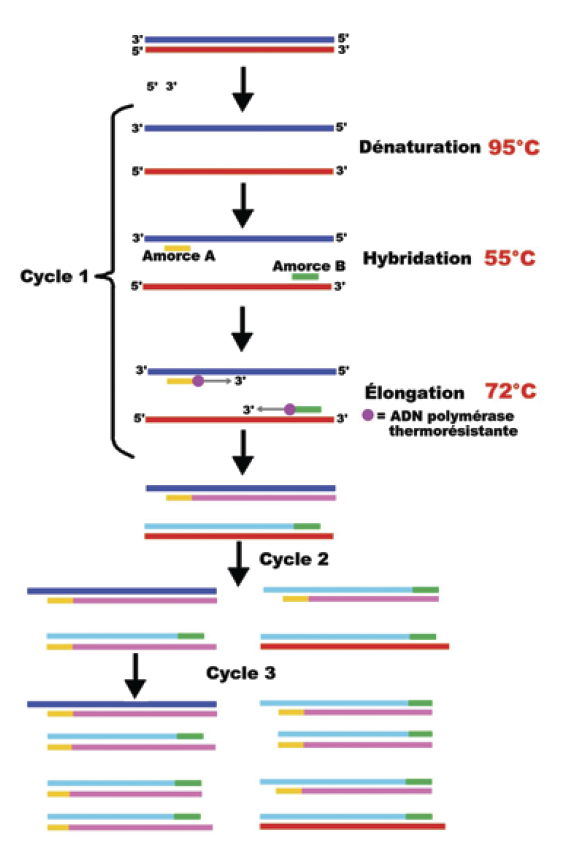 Chronologie de la PCR (Polymerase Chain Reaction) - Cobas Amplicor® - microbiologiemédicale.f