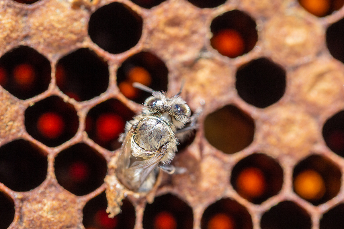 Naissance d'une ouvrière d'abeille noire. Photo© Jean-Philippe Haulin