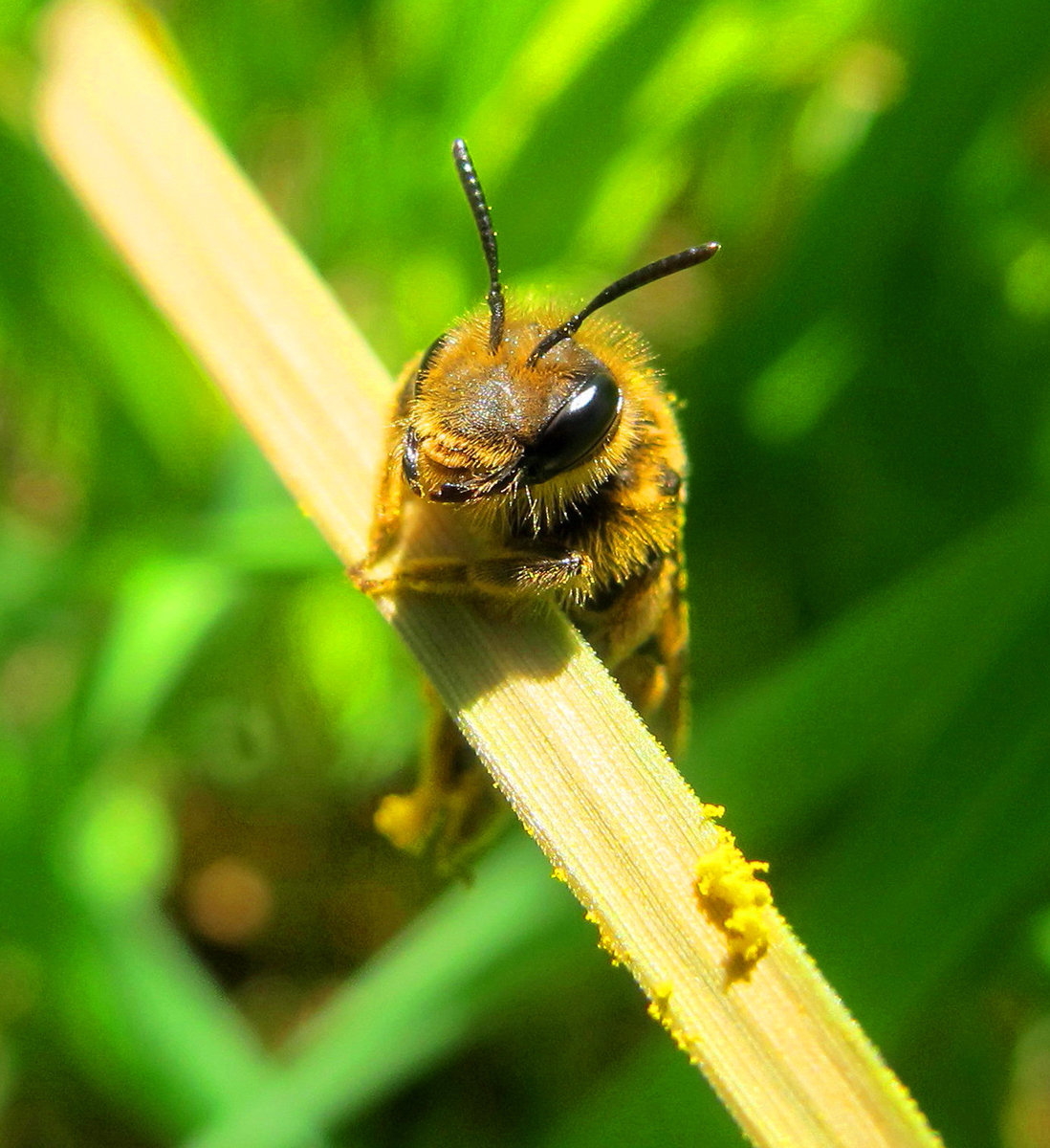 Abeilles sauvages cachées au sol dans la végétation