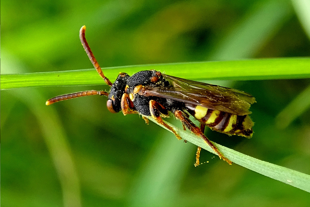 Une nomade (genre Nomada, Apidae) accrochée à un brin d’herbe, abeille-coucou ainsi nommée parce qu’elle parasite les nids d’andrènes printanières.