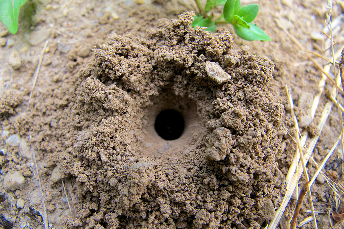 Entrée de nid d’une halicte de la scabieuse (Halictus scabiosae, Halictidae) aménagé dans un sol à la végétation clairsemée. La gardienne, en l’occurrence invisible, s’est prestement reculée à l’approche intrusive de l’appareil photo.