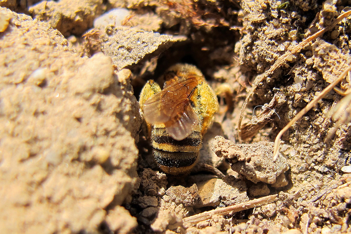 Une halicte de la scabieuse femelle chargée de pollen s’apprête à pénétrer dans son terrier foré dans la terre aérée d’une cour d’habitation non gérée avec pesticides.