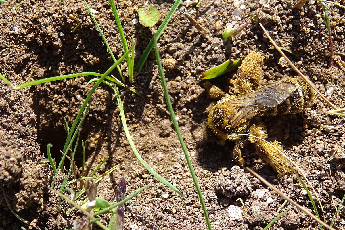 Une dasypode hirsute femelle (Dasypoda hirtipes, Melittidae) rejoint son nid creusé dans un sol sableux (espèce psammophile ou sabulicole).