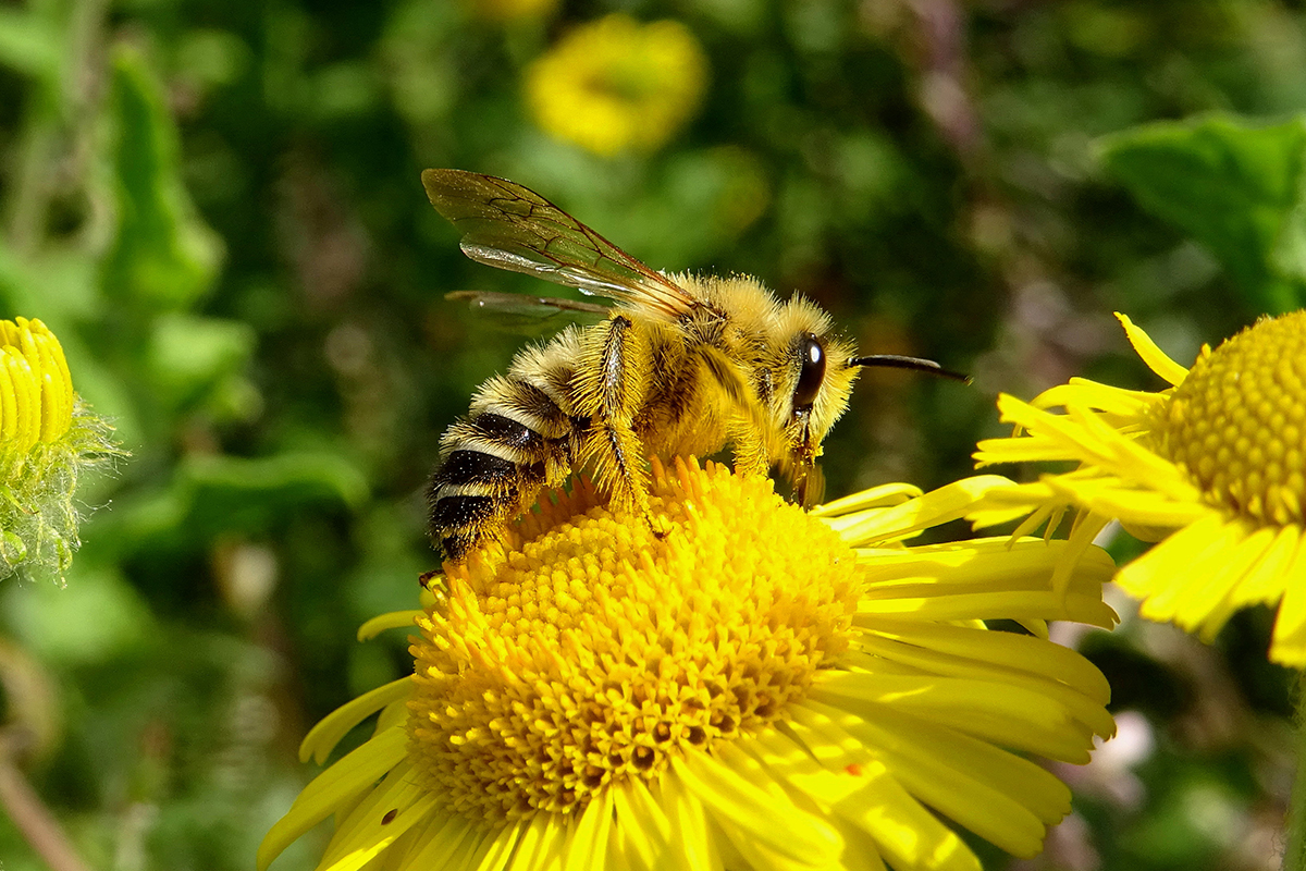 Un dasypode hirsute mâle butine du nectar sur une fleur de pulicaire dysentérique.