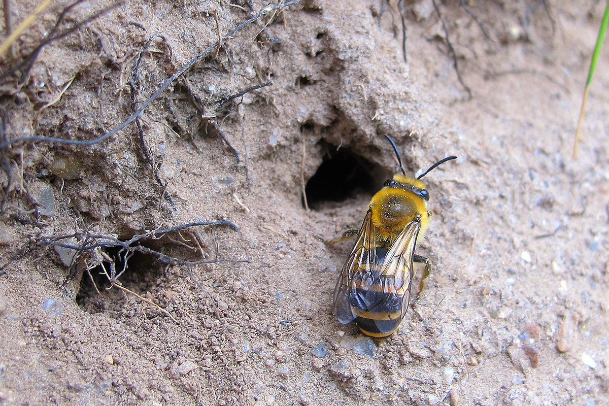 Une collète du lierre (Colletes hederae, Colletidae) femelle s’apprête à pénétrer dans son terrier construit dans le sol sablonneux d’un talus longeant un chemin littoral.