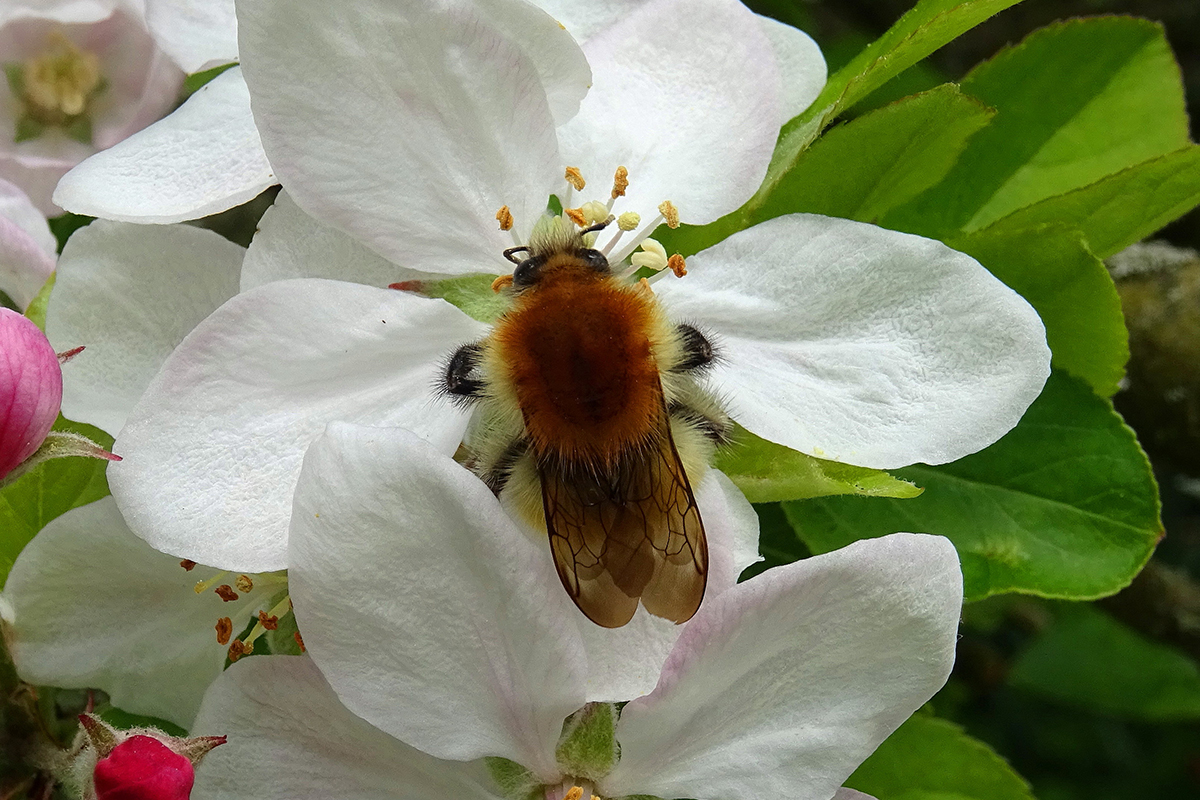 bourdon des champs