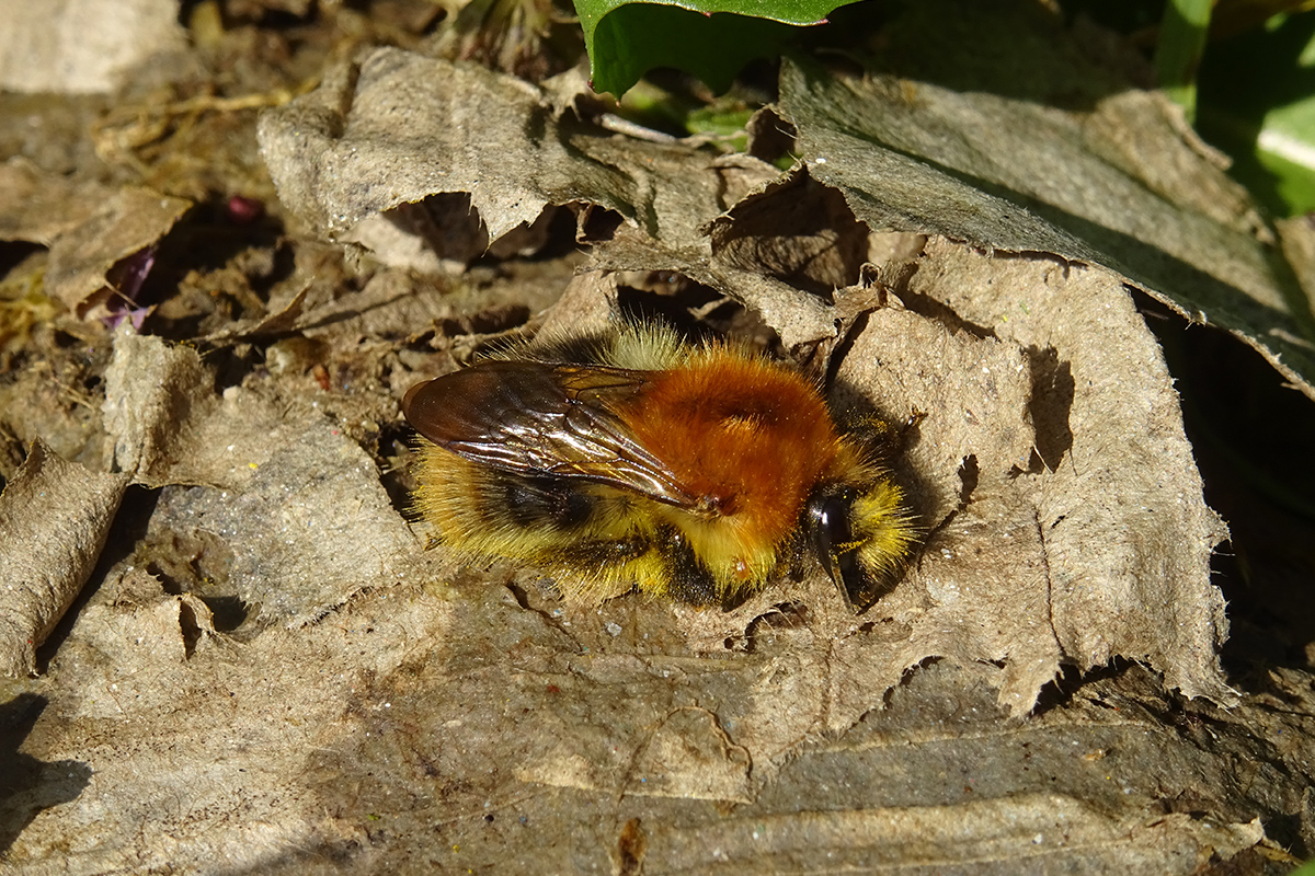 Reine de bourdons des champs (Bombus pascuorum, Apidae) au sol se réchauffant au soleil une fraîche matinée d’avril. Cette espèce « est l’un des principaux pollinisateurs des plantes cultivées en Europe[23] ».