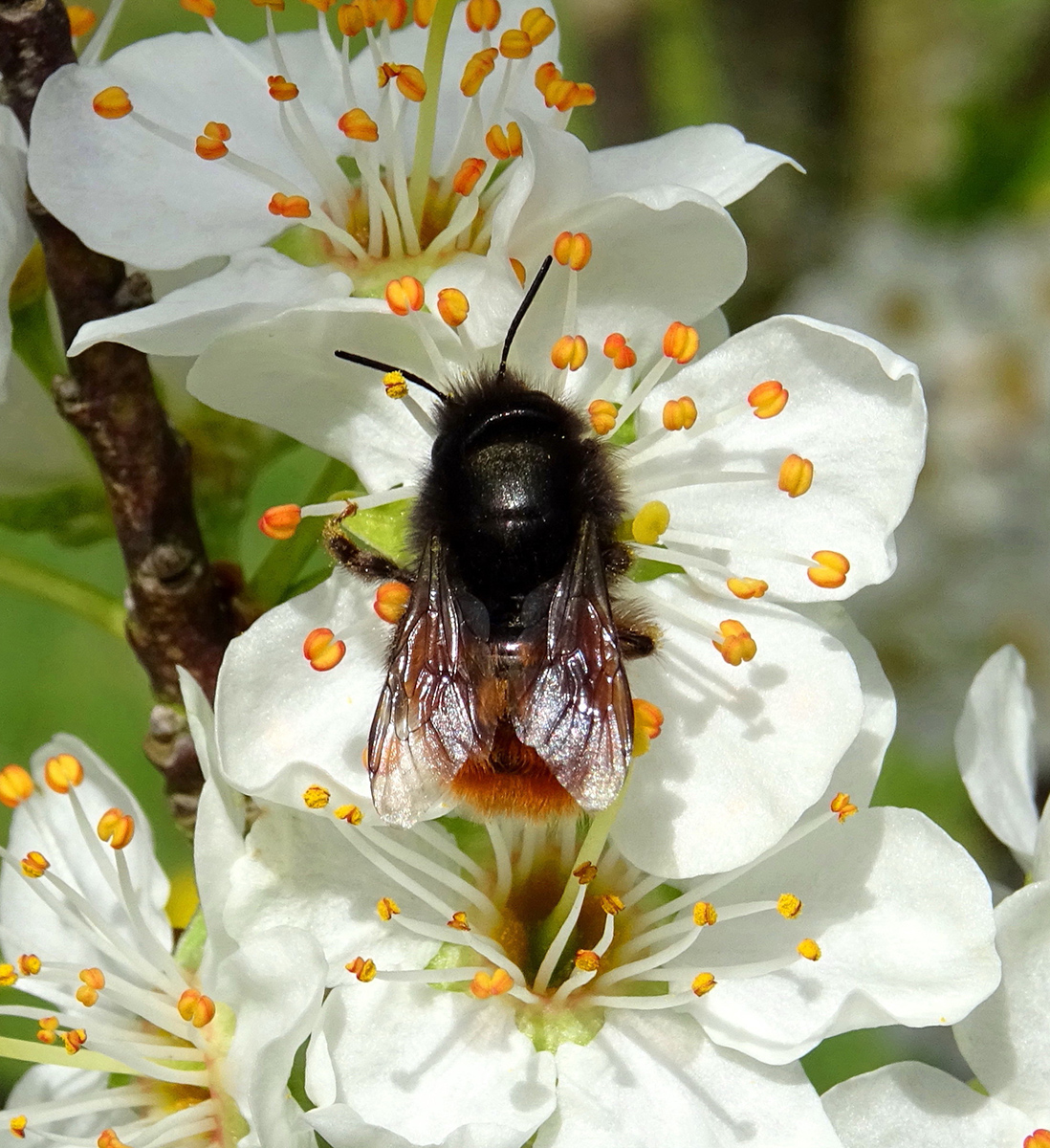 Osmie cornue (Osmia cornuta, Megachilidae) femelle sur fleur de prunier.