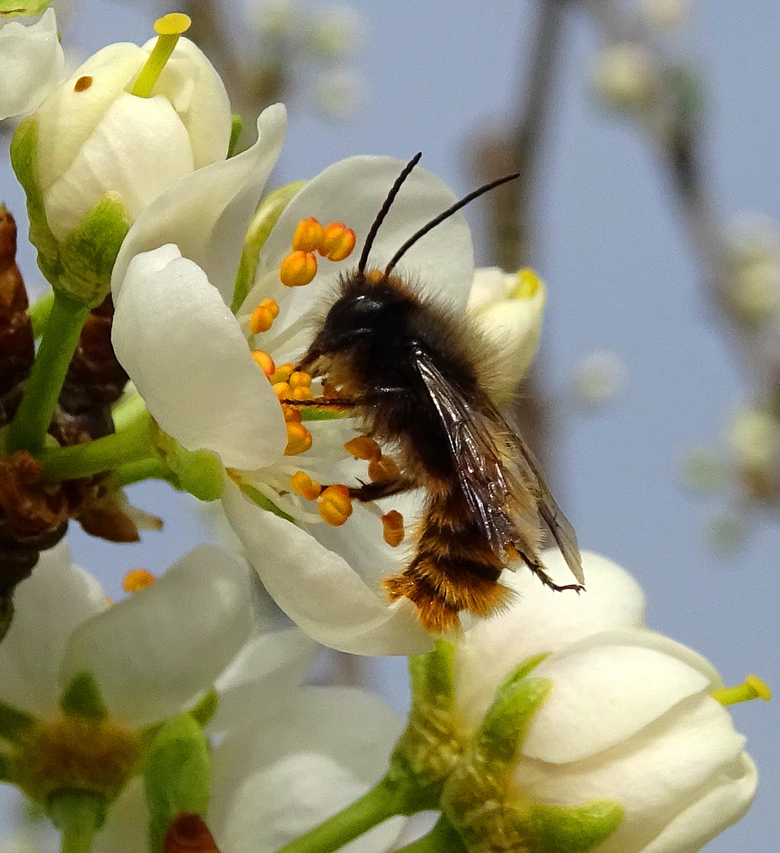 Osmie (Osmia sp., Megachilidae) mâle sur fleur de prunier.