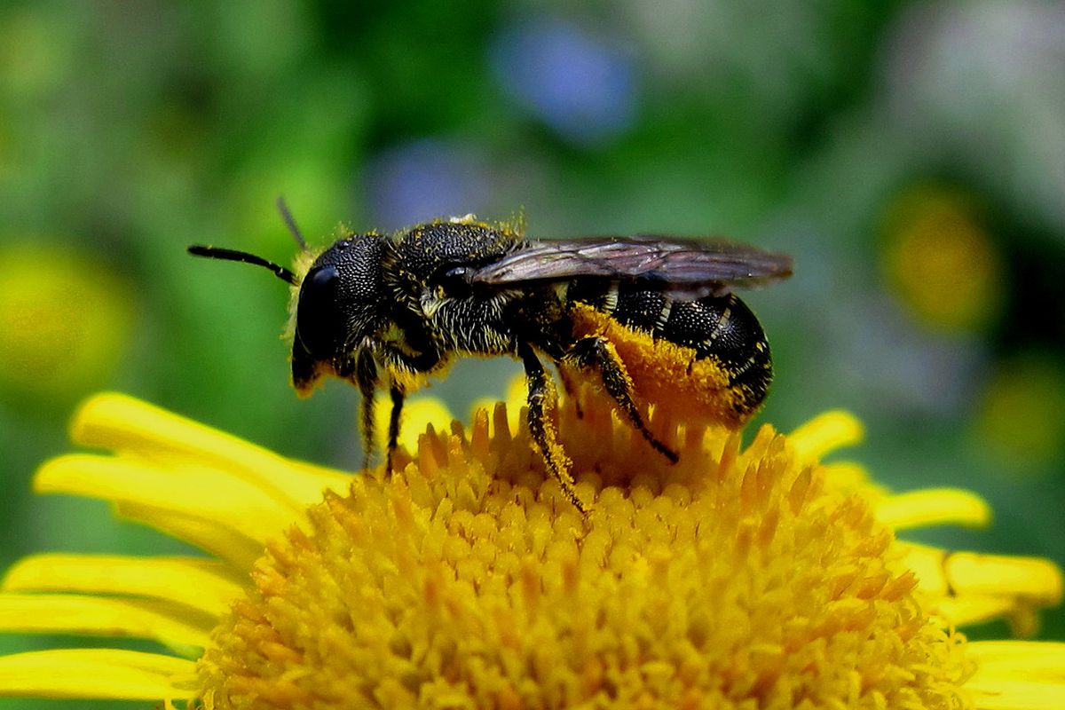 Hériade des troncs (Heriades truncorum, Megachilidae) femelle. Cette espèce cavicole nidifie généralement dans d’anciennes galeries de coléoptères creusées dans du bois, dans les creux de briques, les tiges de ronce… Elle utilise de la résine (d’où son appellation d’ « abeille résinière ») pour fabriquer les partitions qu’elle élève entre les chambres à couvain qui se succèdent dans son nid linéaire et en obturer l’entrée (résine parfois mêlée de petits cailloux).