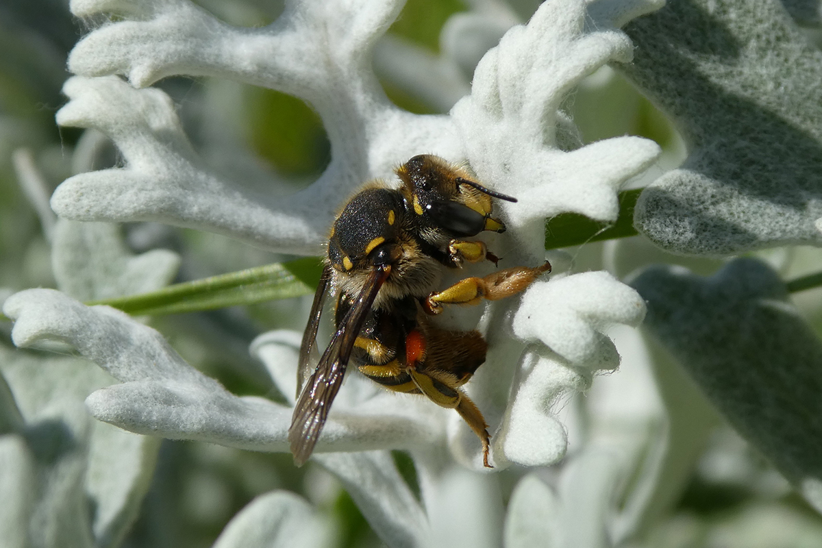 Anthidie à manchettes (Anthidium manicatum, Megachilidae) femelle en train de carder les fibres d’une feuille tomenteuse de séneçon maritime (Senecio cineraria), fibres dont elle fera usage pour façonner les chambres à couvain de son nid installé dans quelque anfractuosité (trou dans un mur, dans du bois…). Leurs cellules larvaires ressemblant à de petites balles de coton (chacune abritant un œuf et du pain d’abeille), diverses espèces d’anthidies ont été baptisées du nom générique d’« abeilles cotonnières ».