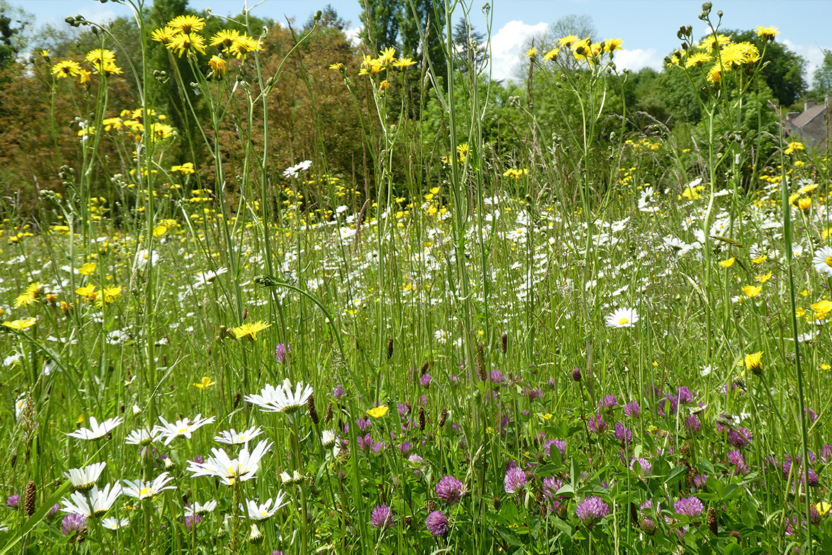 Paysage fleuri en bonne santé.