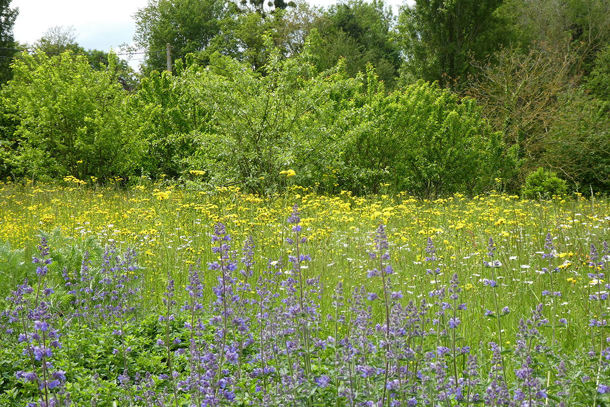 Paysage fleuri en bonne santé.