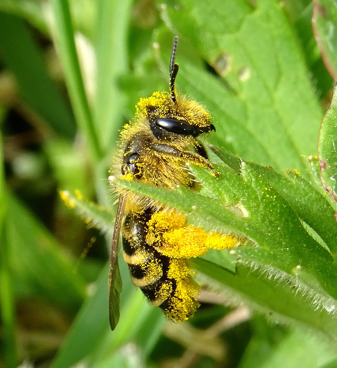 Abeilles sauvages cachées au 
sol dans la végétation