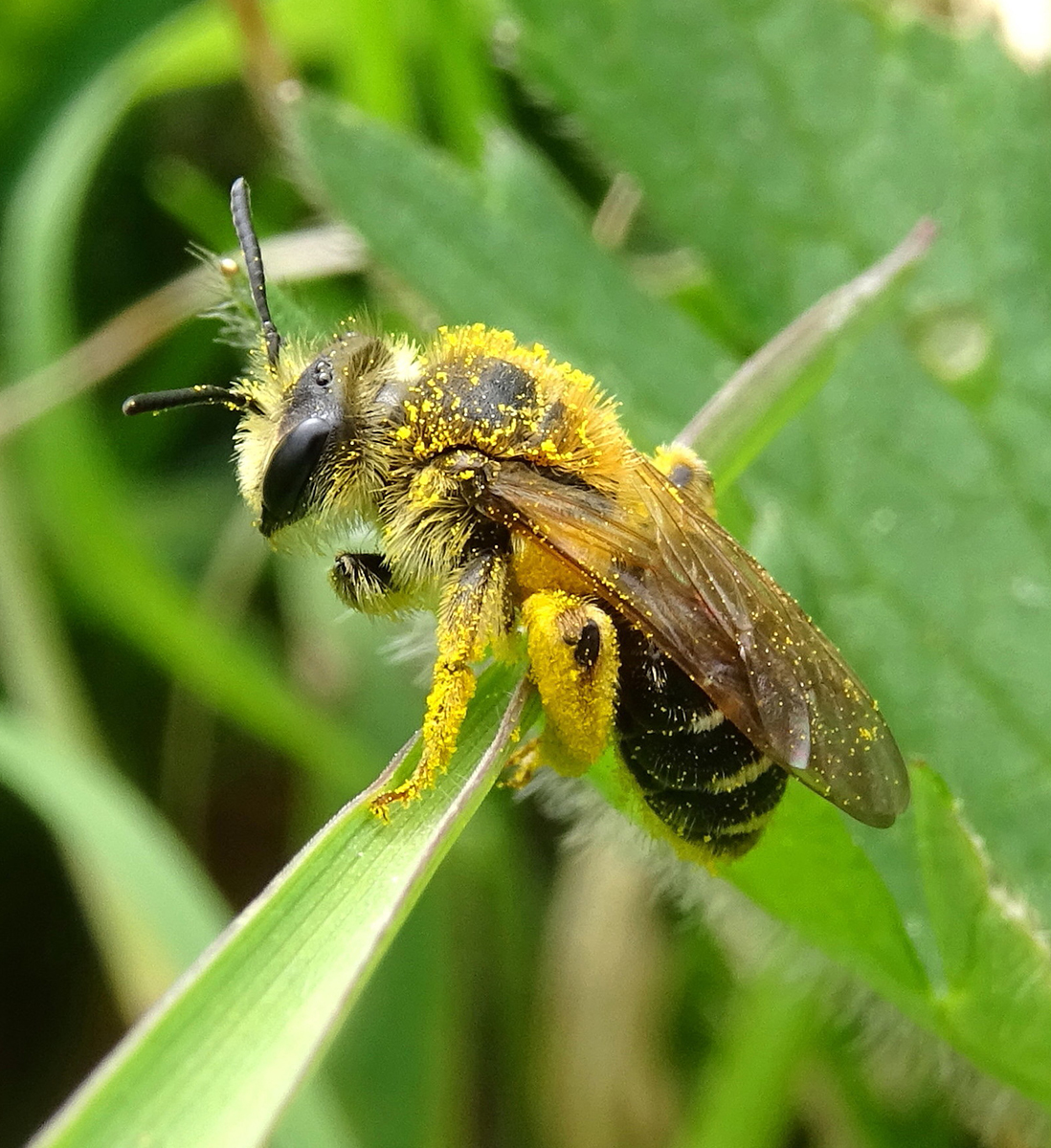 Abeilles sauvages cachées au sol dans la végétation