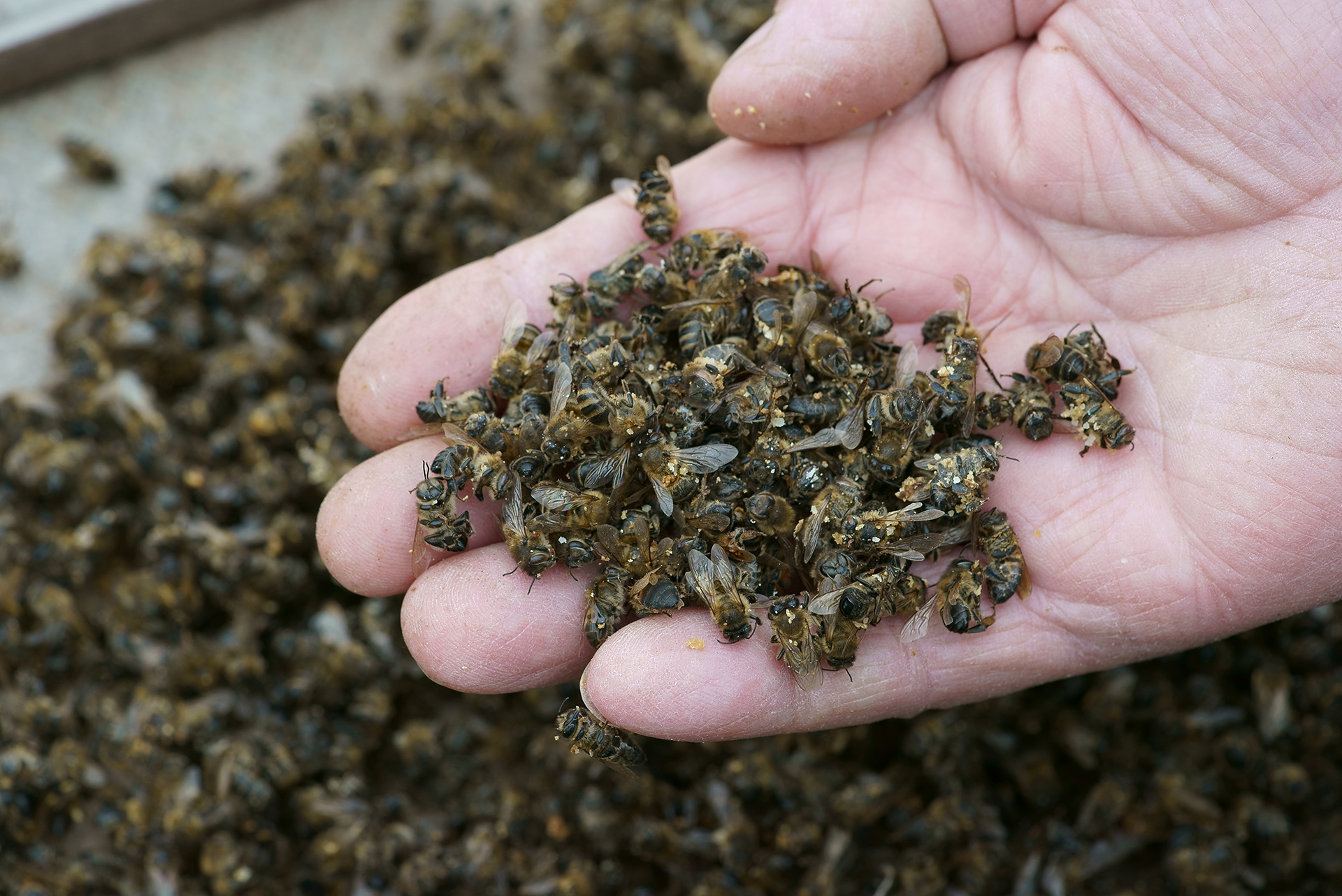 Apiculteur ramassant une poignée d'abeilles mortes. Photo : ©Adobe Stock