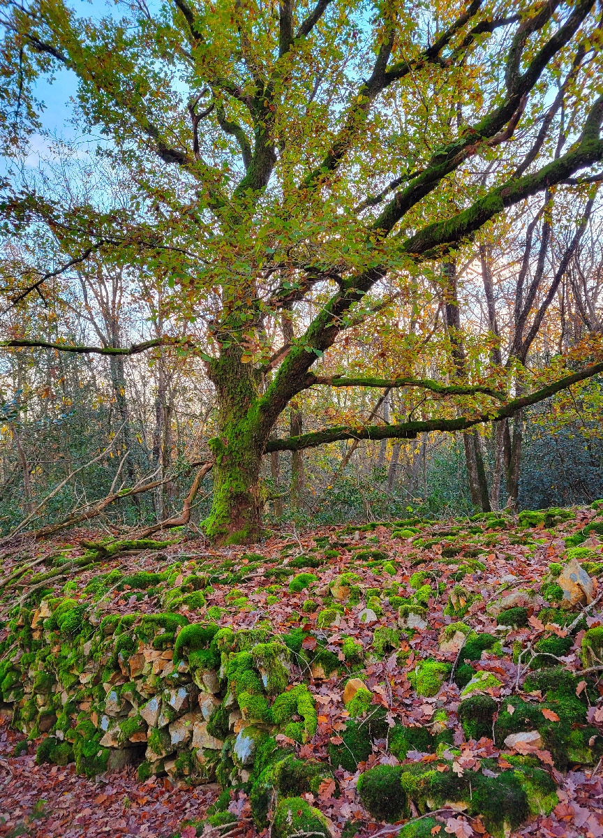 Forets d’abbaye - Grobois