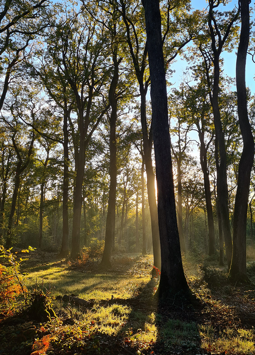 Forets d’abbaye - Messarges