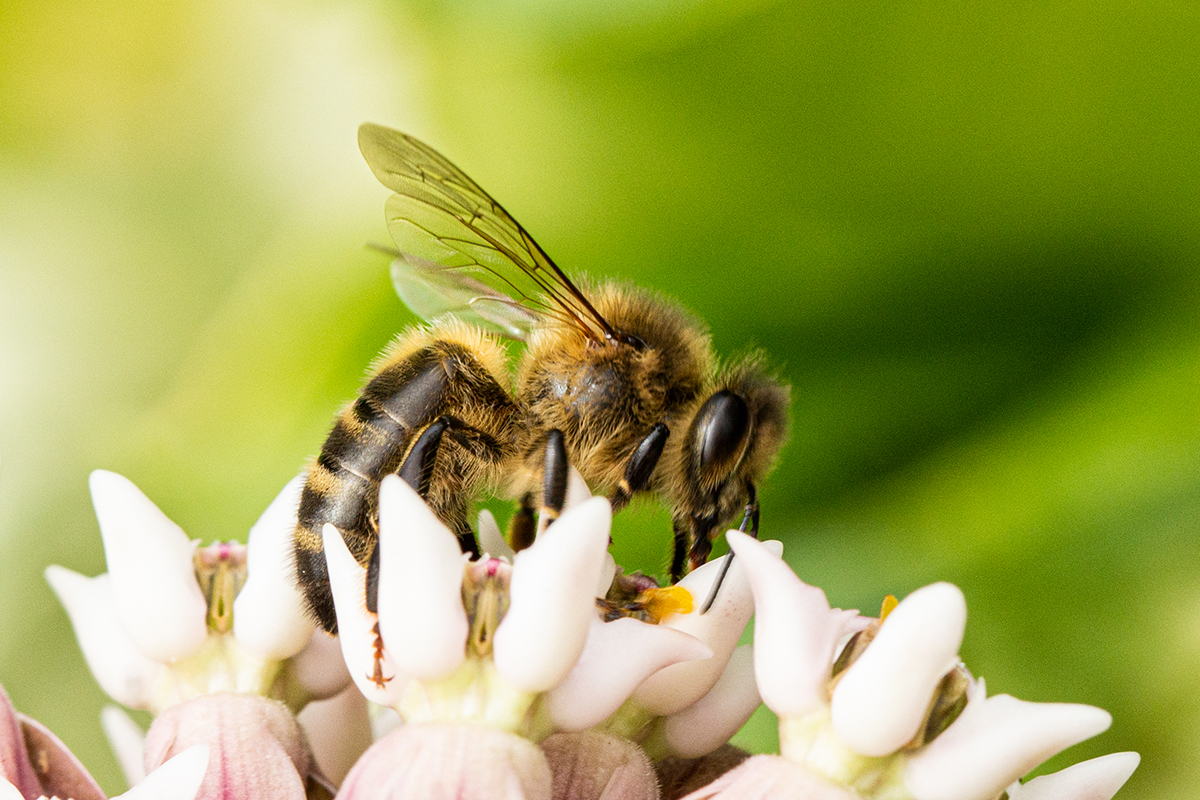 Ouvrière d’abeille noire (Apis	mellifera mellifera).	Photo ©Jean-Philippe Haulin