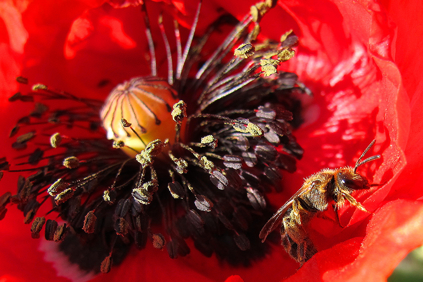 1. 2. Deux abeilles femelles de la famille des Halictidae (Lasioglossum calceatum, le lasioglosse commun et Halictus scabiosae, l’halicte de la scabieuse), dans des fleurs de coquelicot (Papaver rhoeas, Papaveraceae), messicole très pollinifère de loin la plus connue. 