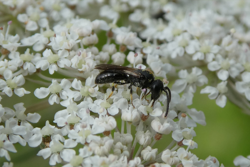 10. Une petite abeille sauvage du genre Hylaeus (Colletidae), qui nidifie dans diverses tiges de plantes[25] (espèce caulicole), se ravitaille en nectar sur une fleur de carotte sauvage (Daucus carota).