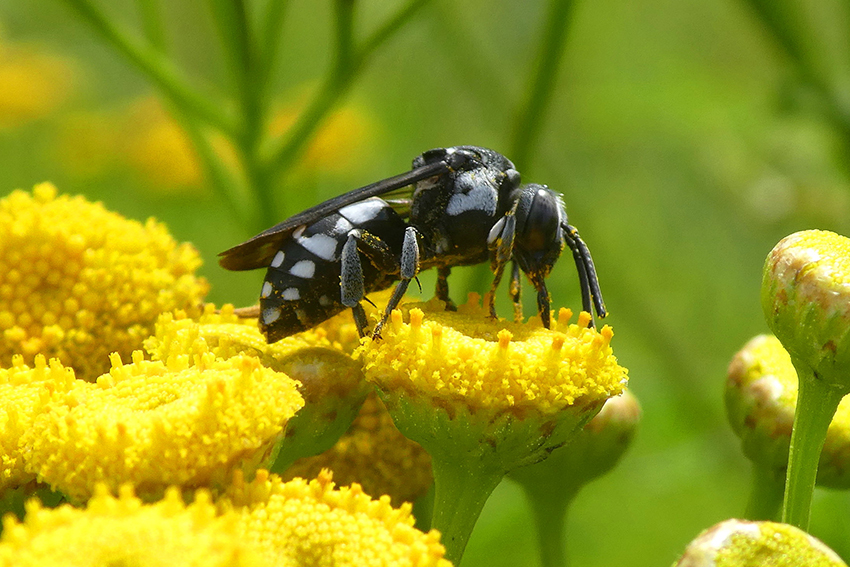 11. Une épéole fallacieuse (Epeolus fallax, Apidae) butine du nectar sur un capitule de tanaisie. Cette épéole est une abeille-coucou qui apparaît à la fin de l’été, son cycle de vie étant calqué sur celui de la collète du lierre, l’abeille qu’elle parasite. Elle ne butine que pour elle-même, puisqu’elle pondra ses œufs dans les chambres à couvain industrieusement confectionnées par cette dernière pour sa propre progéniture : ses larves consommeront le pain d’abeille engrangé par ladite collète non sans tuer ses rejetons[27]…