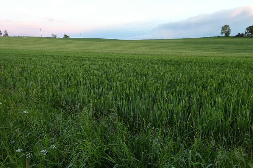 10. Pas une adventice, une messicole, une rudérale ne dressent la tête dans le désert vert qu’est cette monoculture de céréales, les sols qui la font vivre ayant été traités aux herbicides. Pollinisateurs et autres formes de vie champêtre sont bel et bien contraints de mourir et/ou de s’exiler.
« L’humanité s’installe dans la monoculture ; elle s’apprête à produire la civilisation en masse, comme la betterave. Son ordinaire ne comportera plus que ce plat. […] Le monde a commencé sans l’homme et il s’achèvera sans lui. » Claude Lévi-Strauss, Tristes tropiques, 1955. 