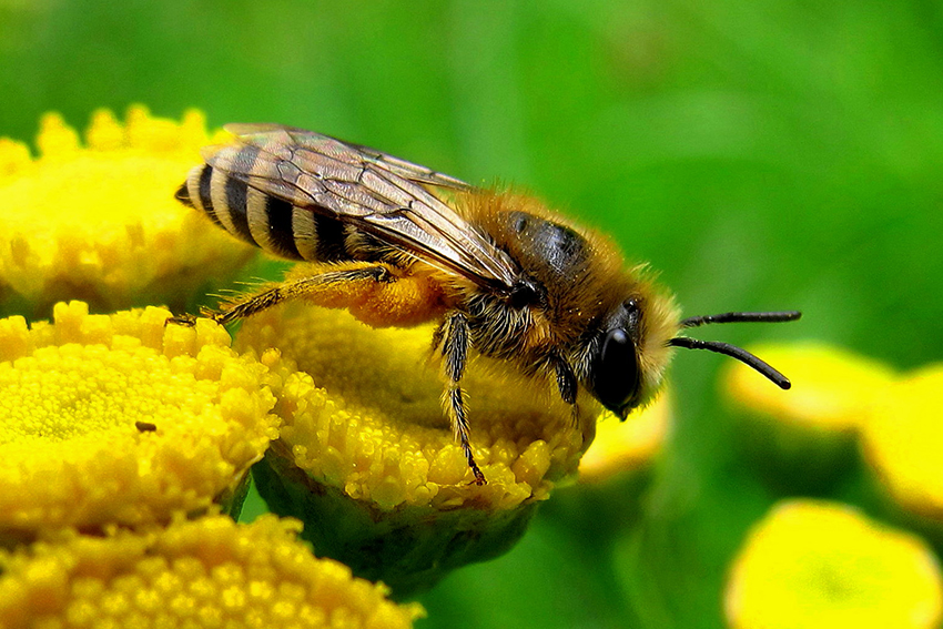 12. Une collète estivale (Colletes sp., Colletidae) femelle se repose sur l’une de ses plantes préférées, la tanaisie commune, qui lui fournit pollen et nectar. Cette ravissante espèce d’abeille terricole solitaire « se rencontre souvent dans des milieux pionniers ou rudéraux, notamment dans les carrières, les sablières et les friches, où se développent ses plantes de prédilection, et elle est présente jusqu’au cœur des villes[28] ».