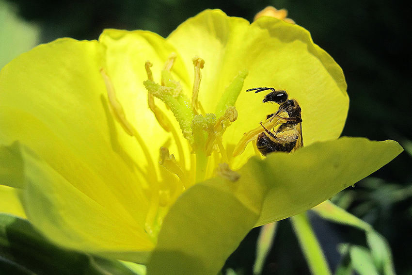 12. Une collète estivale (Colletes sp., Colletidae) femelle se repose sur l’une de ses plantes préférées, la tanaisie commune, qui lui fournit pollen et nectar. Cette ravissante espèce d’abeille terricole solitaire « se rencontre souvent dans des milieux pionniers ou rudéraux, notamment dans les carrières, les sablières et les friches, où se développent ses plantes de prédilection, et elle est présente jusqu’au cœur des villes[28] ».