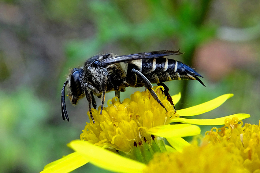 14. Une abeille-coucou du genre Coelioxys (Megachilidae), cleptoparasite du couvain d’autres espèces de Mégachilidés, se repose sur une fleur de séneçon commun, son nectar siroté.