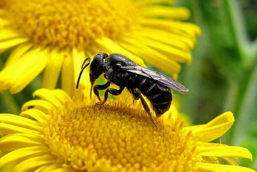 15. Une petite abeille-coucou du genre Stelis (Megachilidae), cleptoparasite d’autres espèces de Mégachilidés