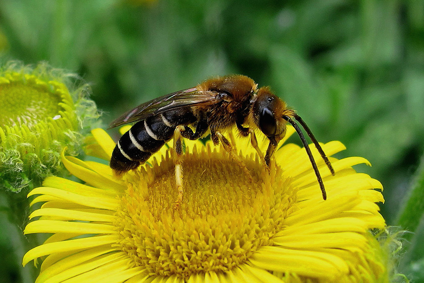 Halictidé mâle (photo 16.) pompent goulûment du nectar sur des fleurs de pulicaire dysentérique.