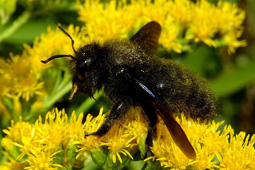 Un xylocope violet (Xylocopa, Apidae, photo 17.) mâle 