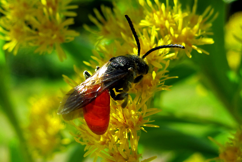 un sphecode  (abeille-coucou du genre Sphecodes, Halictidae, photo 18.) mâle à l’abdomen rouge typique butinent du nectar de verge d’or du Canada en juillet. 