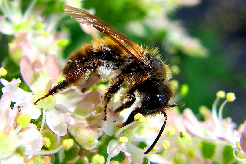 19. Une andrène femelle visite au printemps une inflorescence de grande berce.