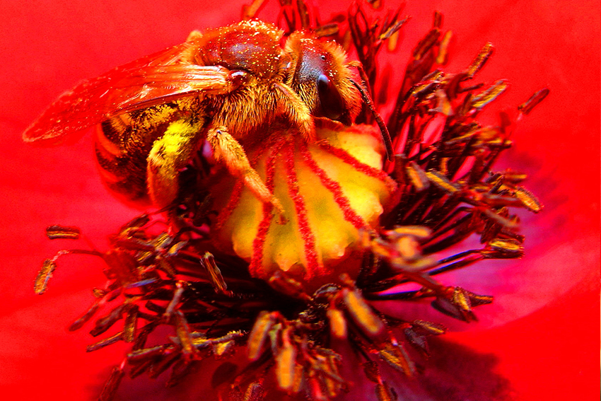 1. 2. Deux abeilles femelles de la famille des Halictidae (Lasioglossum calceatum, le lasioglosse commun et Halictus scabiosae, l’halicte de la scabieuse), dans des fleurs de coquelicot (Papaver rhoeas, Papaveraceae), messicole très pollinifère de loin la plus connue. 