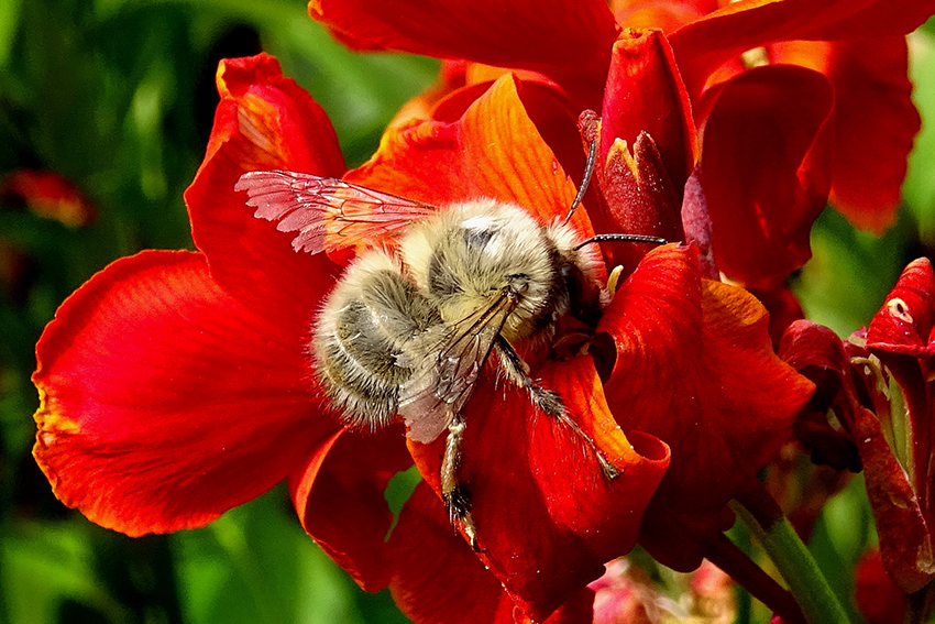 21. Une anthophore à pattes plumeuses (Anthophora plumipes, Apidae) mâle (photo 21.) et une osmie rousse (Osmia bicornis, Megachilidae) femelle (photo 22.) se délectent du nectar de fleurs de giroflée.