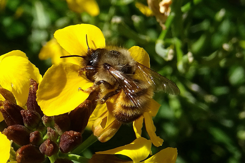 21. Une anthophore à pattes plumeuses (Anthophora plumipes, Apidae) mâle (photo 21.) et une osmie rousse (Osmia bicornis, Megachilidae) femelle (photo 22.) se délectent du nectar de fleurs de giroflée.