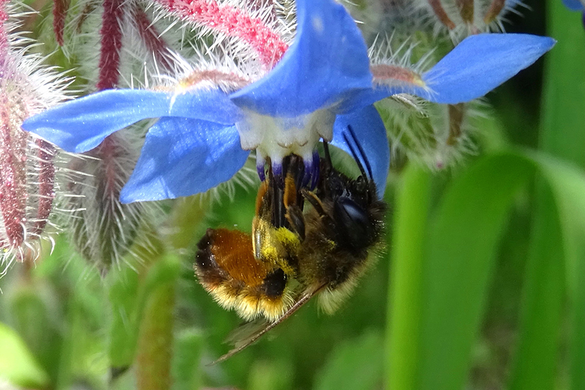 23. Une Mégachilidée femelle s’achalande en nectar sur une fleur de bourrache.