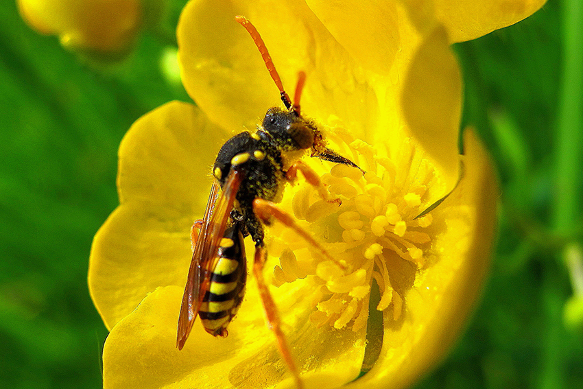 24. Une nomade, abeille-coucou du genre Nomada (Apidae), reprend des forces sur une fleur de renoncule âcre dont elle savoure le nectar.