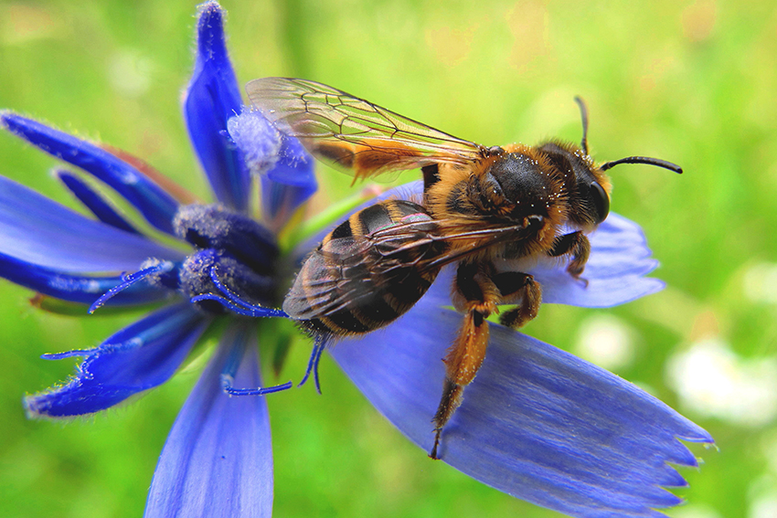 25. Une andrène à pattes jaunes (Andrena flavipes) s’apprête à s’envoler après s’être approvisionnée en nectar sur une fleur de chicorée.