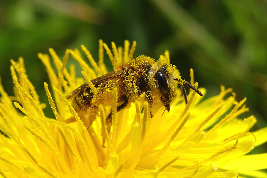 26. 27. Deux andrènes ♀ recouvertes de pollen de pissenlit dent-de-lion (Taraxacum officinale, Asteraceae) en avril. 