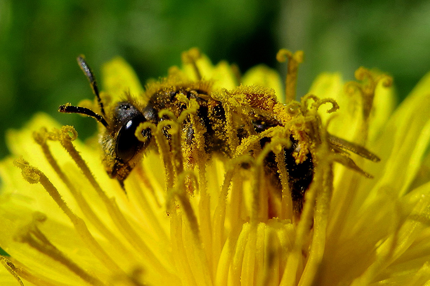 26. 27. Deux andrènes ♀ recouvertes de pollen de pissenlit dent-de-lion (Taraxacum officinale, Asteraceae) en avril. 