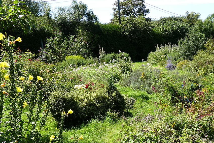 Jardin de fleurs mellifères, la plupart sauvages, situé en zone d’agriculture intensive.