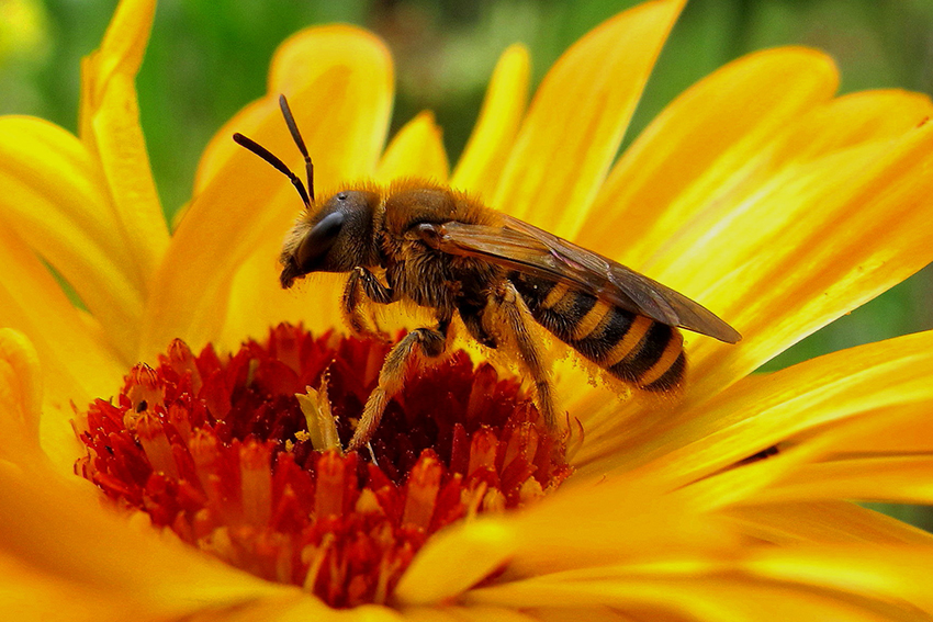 3. Halicte de la scabieuse (Halictus scabiosae) femelle se reposant, après s’y être approvisionnée en nectar, sur le capitule d’une espèce parente du souci des champs, le souci des jardins (Calendula officinalis), qui présente des capitules plus grands et des pétales orangés. 