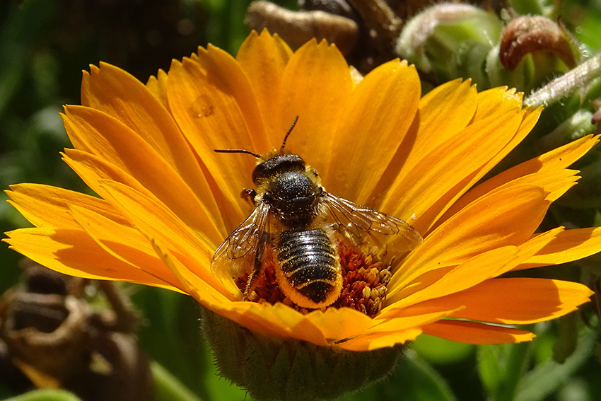 4. Mégachile femelle recueillant activement nectar et pollen sur un souci des jardins : munies d’une brosse ventrale qu’elles frottent ou tapotent sur les anthères (organes mâles contenant le pollen) des fleurs à corolle ouverte – brosse de soies ventrales où elles stockent le pollen ainsi recueilli, qu’elles véhiculent jusqu’à leur nid –, les Mégachilidées sont d’excellentes pollinisatrices de ce type de fleurs. 