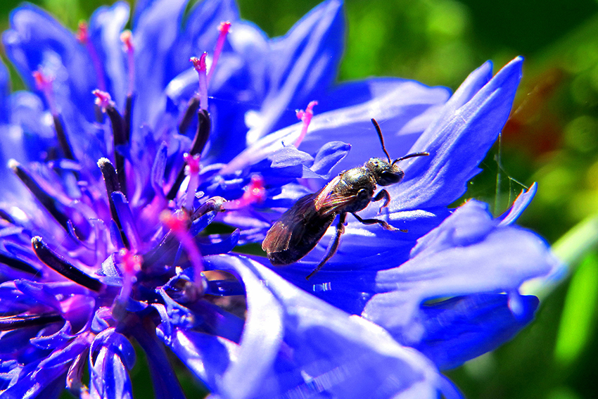 5. Une petite lasioglosse (Lasioglossum, Halictidae) s’apprête à s’envoler d’un bleuet horticole qui ne lui a guère prodigué les ressources escomptées… Privilégiez les semis et plantations d’espèces florales sauvages !