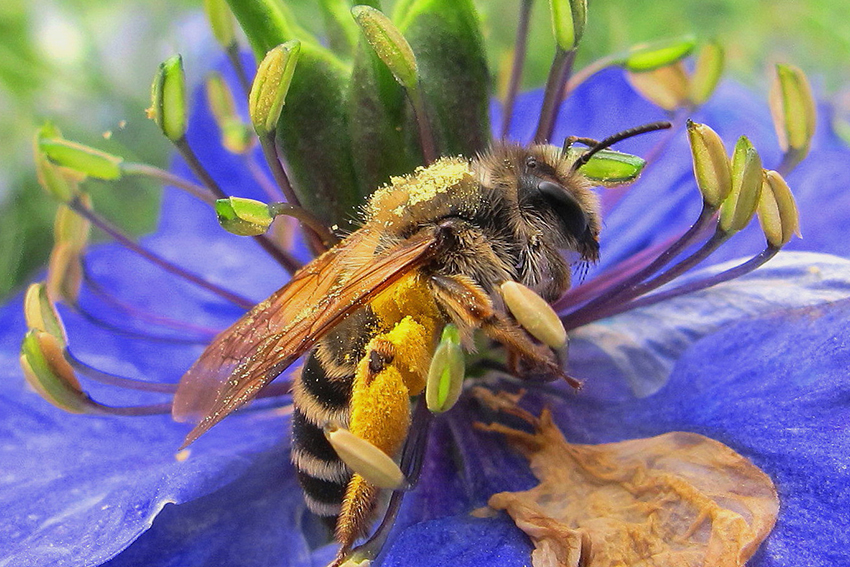  6. Le pollen blanc crème d’une fleur de nigelle de Damas s’est déposé sur le thorax de cette andrène femelle tandis qu’elle en butinait le nectar.