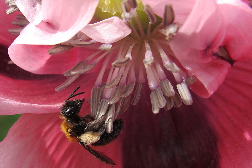 7. 8. Le pavot somnifère (Papaver somniferum, Papaveraceae) est une superbe rudérale. Sur ces photos, une andrène (7.) et une petite abeille du genre Lasioglossum (Halictidae) (8.) font de la gymnastique dans des fleurs d’œillette – variété botanique de pavot somnifère cultivée pour l’huile renfermée par ses graines – dont elles s’efforcent de collecter le pollen nourricier. 